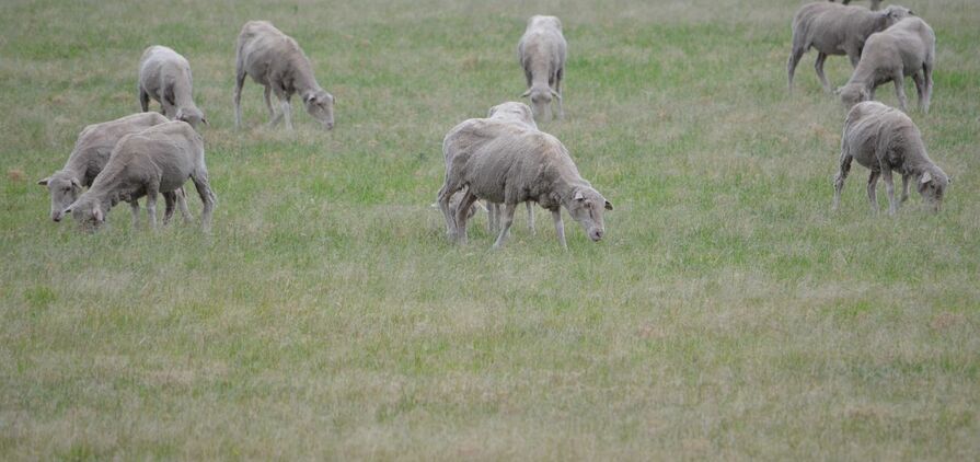 Certain weeds can pose a risk to livestock.