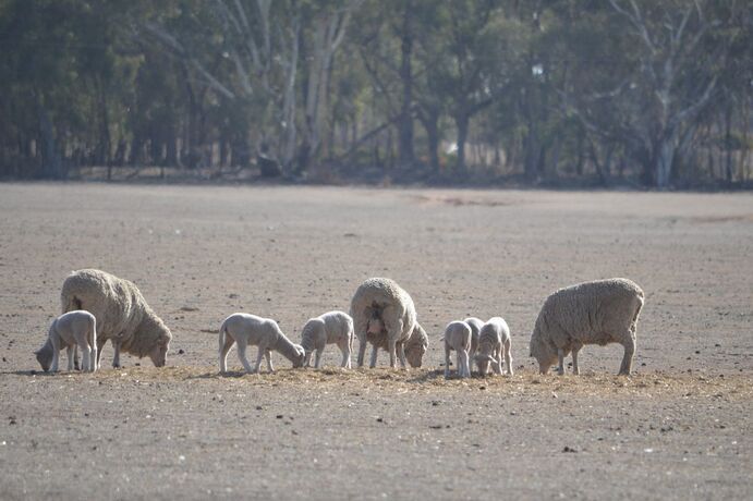 Pregnancy scanning is considered one of sheep producers’ most important tools this year, but only if the information is used.