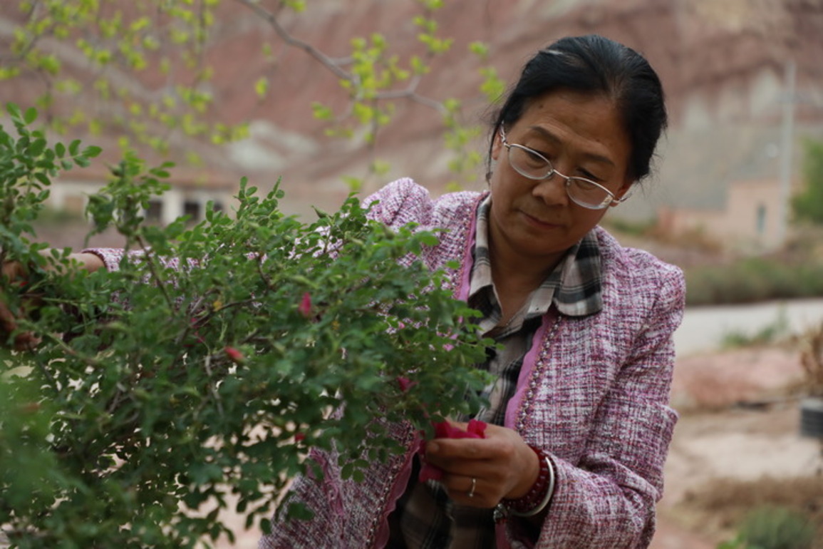 CHINA-GANSU-LANZHOU-PLATEAU ROSES (CN)
