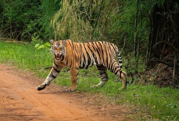 Nepal: Man-eater tigress captured in Kanchanpur, brought to Jawalakhel Central Zoo