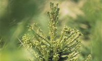 Norbord calls on the government to amend biomass subsidies