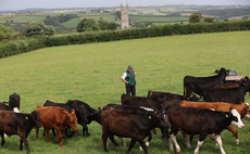 How one Cornish farm is rearing beef efficiently and sustainably