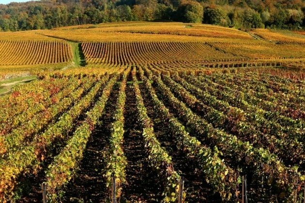 Coronavirus crisis spreads to slumping world wine market