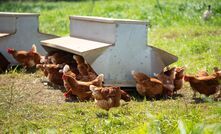 H5 bird flu has been detected in Australia. 