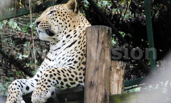 Leopards unite to procreate Leopards unite to procreate