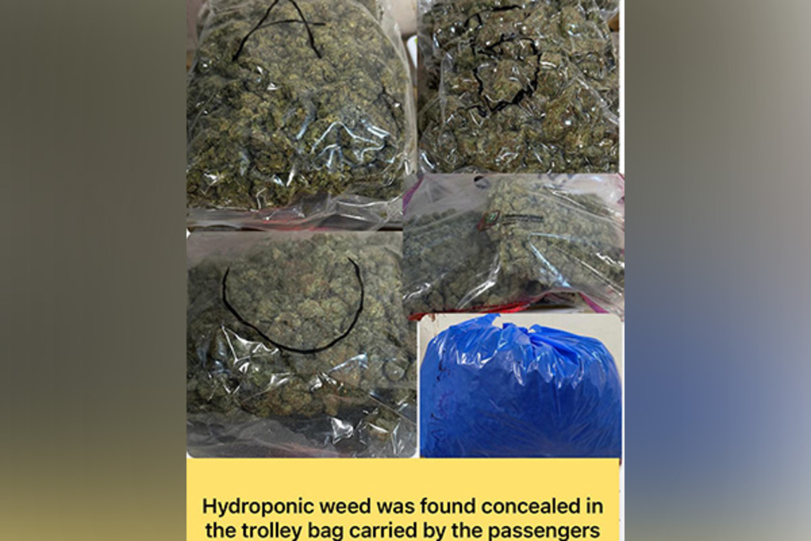 Mumbai customs seizes Rs 8 crore worth of Hydroponic weed at CSMI Airport; 4 passengers arrested