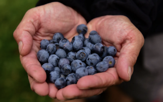 British blueberry boom: Sales soar as peak season arrives 