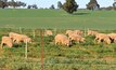  jpeg Sheep grazing tedera during trials performed well. Photo: Daniel Real