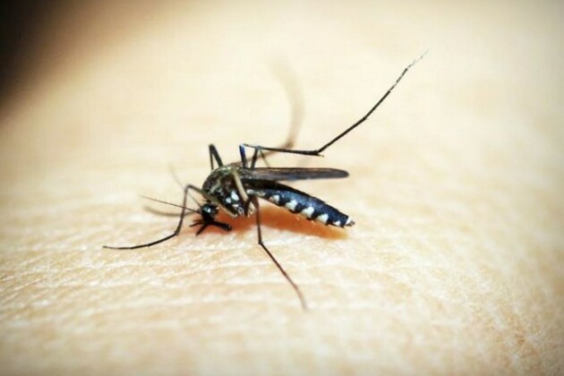 Japanese Encephalitis claims 10 lives, 44 cases reported at GMCH in 2025