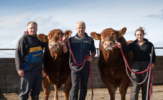 Maraiscote herd looks ahead to this month's Stirling Bull Sales