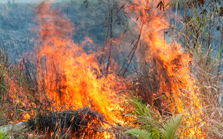 Firms affected by Cairngorms wildfire to share £3m funding from Scottish Government