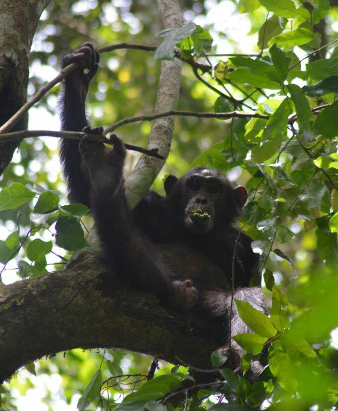  chimp nestled in the trees in udongo entral orest eserve in urchison alls ational ark