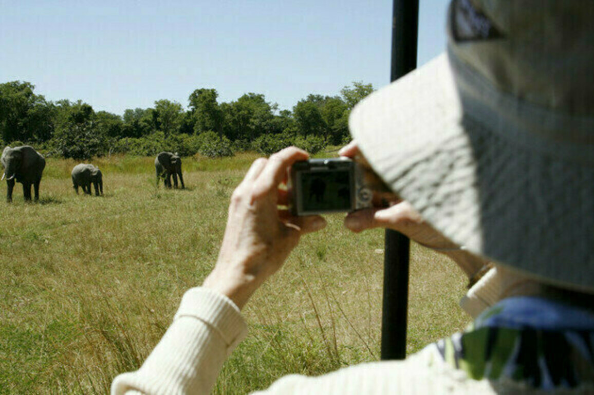 British and New Zealand tourists killed in elephant attack