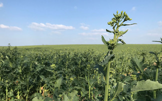 Area of winter cropping rises as growers take advantage of open autumn