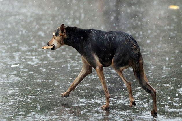 Bihar Govt issues residence certificate with name 'Dog Babu', cancels it later; probe underway