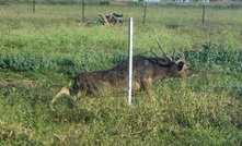  Feral deer will be the focus of a new research collaboration.