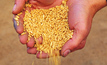 Strong feed grain and lupin prices