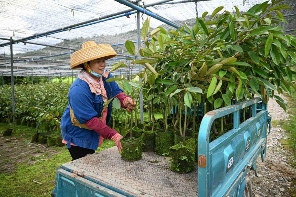 From importer to grower, China embraces locally grown durians