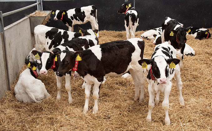 Helping calves bounce back from scours and pneumonia