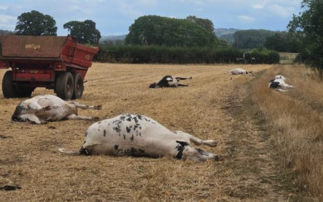 Farmers warned to be vigilant as livestock die due to hemlock poisoning 