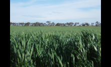 The latest fungicide resistance podcast is now available for grain growers. 