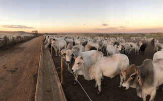 Government warned to act fast on Brazilian beef after EU import ban