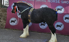 Magic Mike takes Shire supreme title at National Show