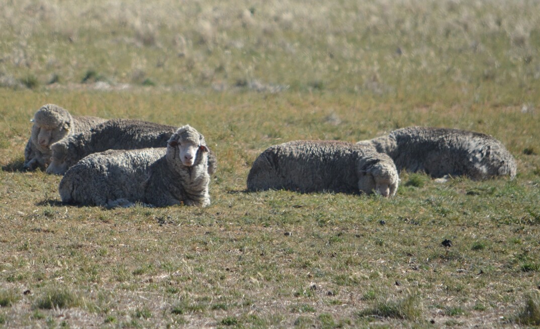 New research has found rotationally grazing stock can lead to better soil carbon levels compared to continuous grazing.