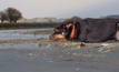 Farmsafe highlights the importance of learning from near misses, as new data reveals another 72 people didn't return home to their families in 2024, after losing their lives on Australian farms. 