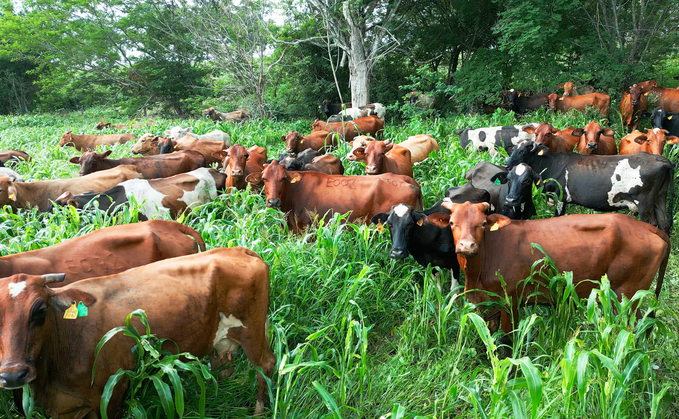 The farm runs about 160 Australian Friesian Sahiwal cows, bred for their resistance to tropical climates.
