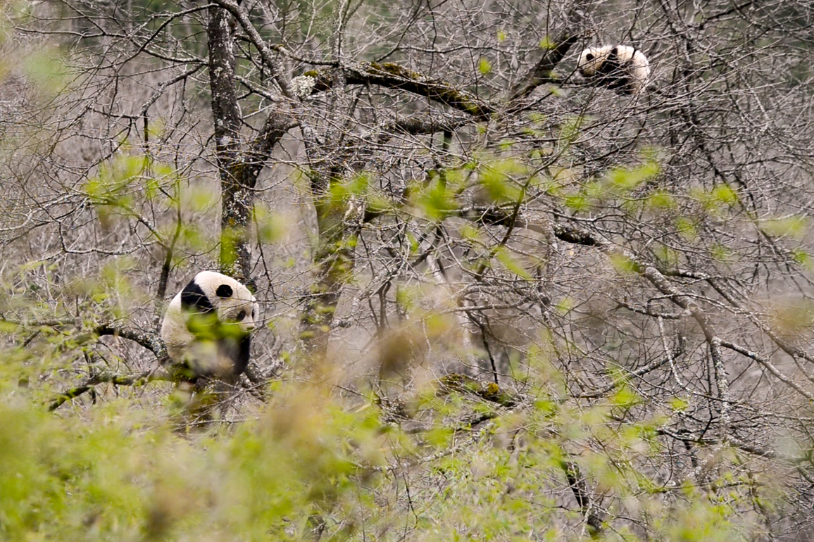 China's expanding national park system delivers breakthroughs in wildlife conservation