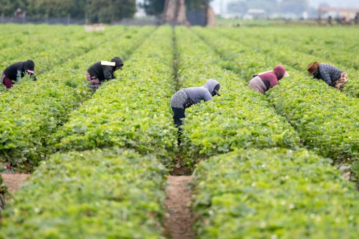 ICE expands immigration raids into California's agricultural heartland