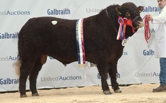 STIRLING BULL SALES: Salers sell to 7,500gns high 