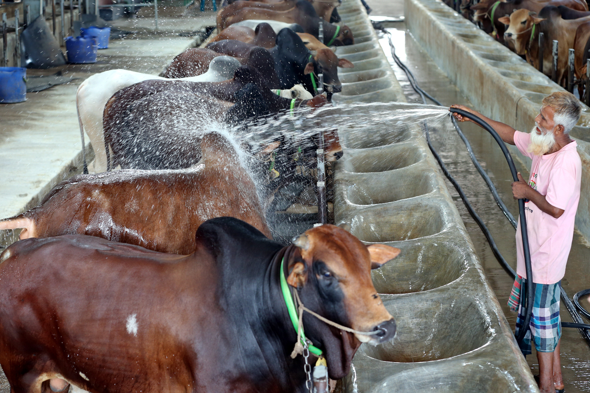 BANGLADESH-DHAKA-CATTLE FARM