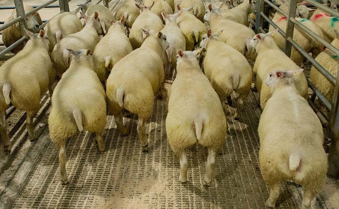 Lamb prices crash as supply chain succumbs to coronavirus pressure