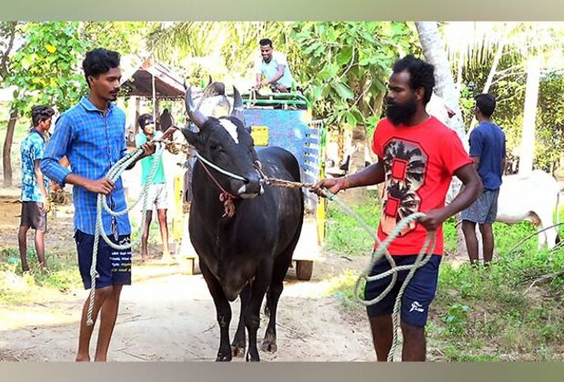 TN: Over 12,000 bulls, 4,500 bull tamers enlisted for Jallikattu competitions in Madurai