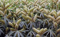 Lupins: the best replacement for soya protein