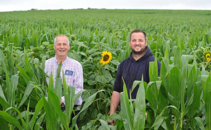 Dyfrig and Llyr Griffiths are growing sunflowers in their maize