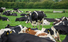 Dairy chiefs call for Gov financial package to aid dairy sector amid Covid-19 cashflow crisis