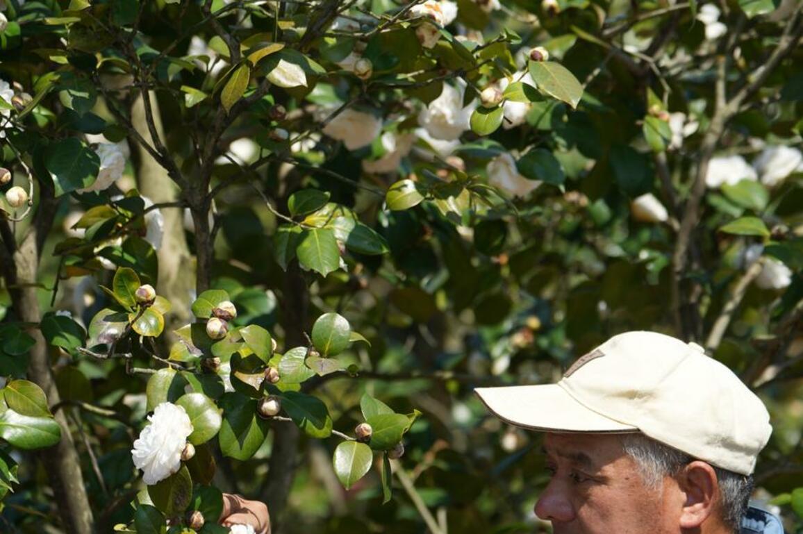 ZhejiangPictorial | Camellia cultivator collects Chinese indigenous varieties, breeds new varieties