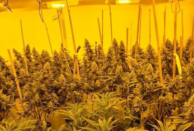 Large quantity of cannabis plants seized at Co Laois property