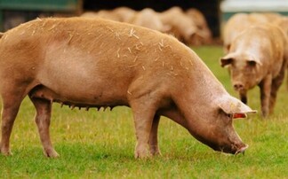 Cranswick to invest £40m in raising animal welfare standards