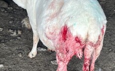 'Touch and go' if sheep will survive dog attack