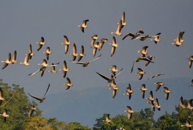 Assam: Waterbird Census at Kaziranga National Park records presence of 84,830 birds