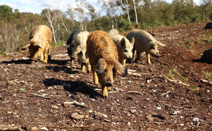 Mangalists pigs settle into their new home at Purbeck Heaths National Nature Reserve. Credit: National Trust Images Terry Bagley