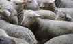 Pushing the US case for Aussie lamb