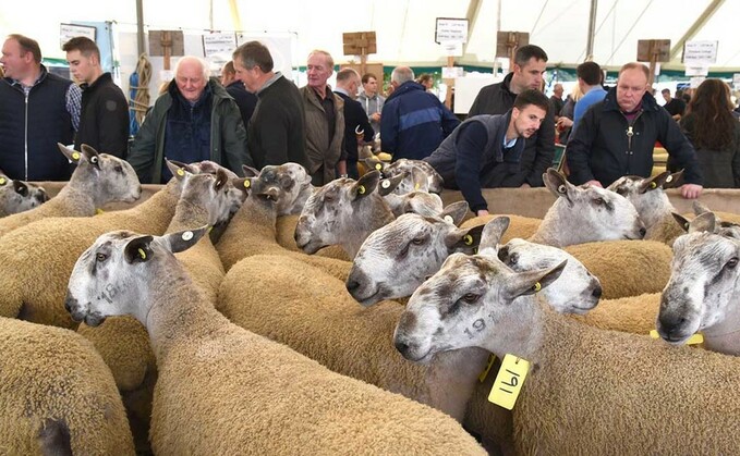 Kelso ram sale becomes latest Covid-19 casualty