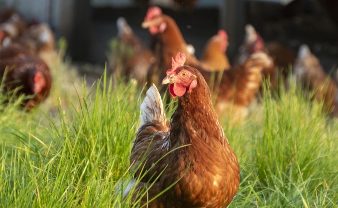 Avian Influenza Prevention Zone lifts as risk reduces  