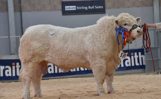 Reserve overall champion Goldies Unity, from Hamish Goldie, Dumfries, which sold to 16,000gns.