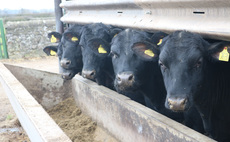 Including pulses in the diet has multiple benefits for beef finisher